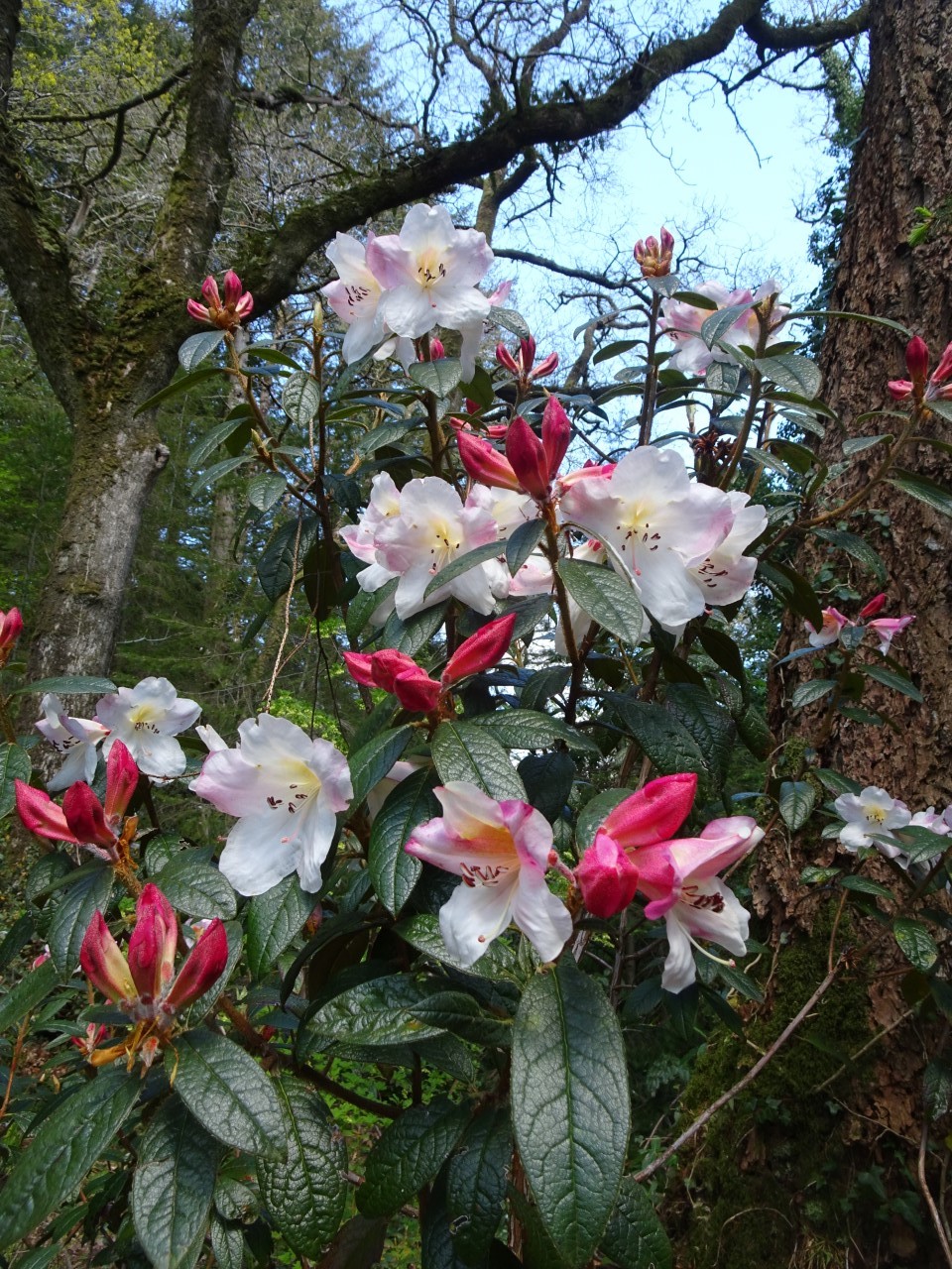 'Coastal Spice'
